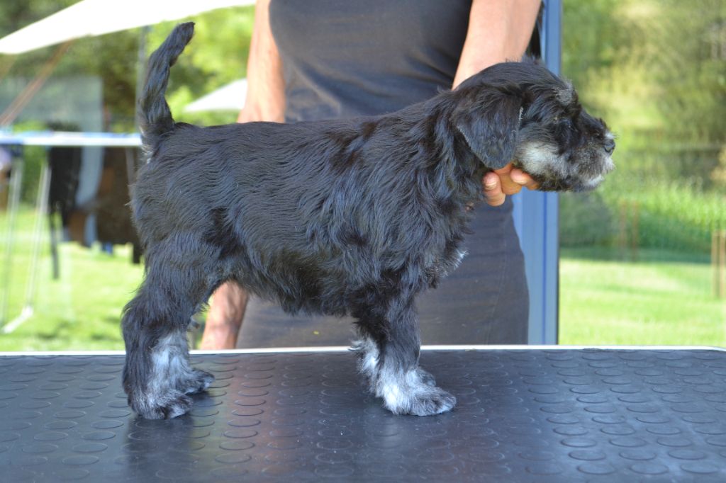 d'Oriège - Chiots disponibles - Schnauzer miniature